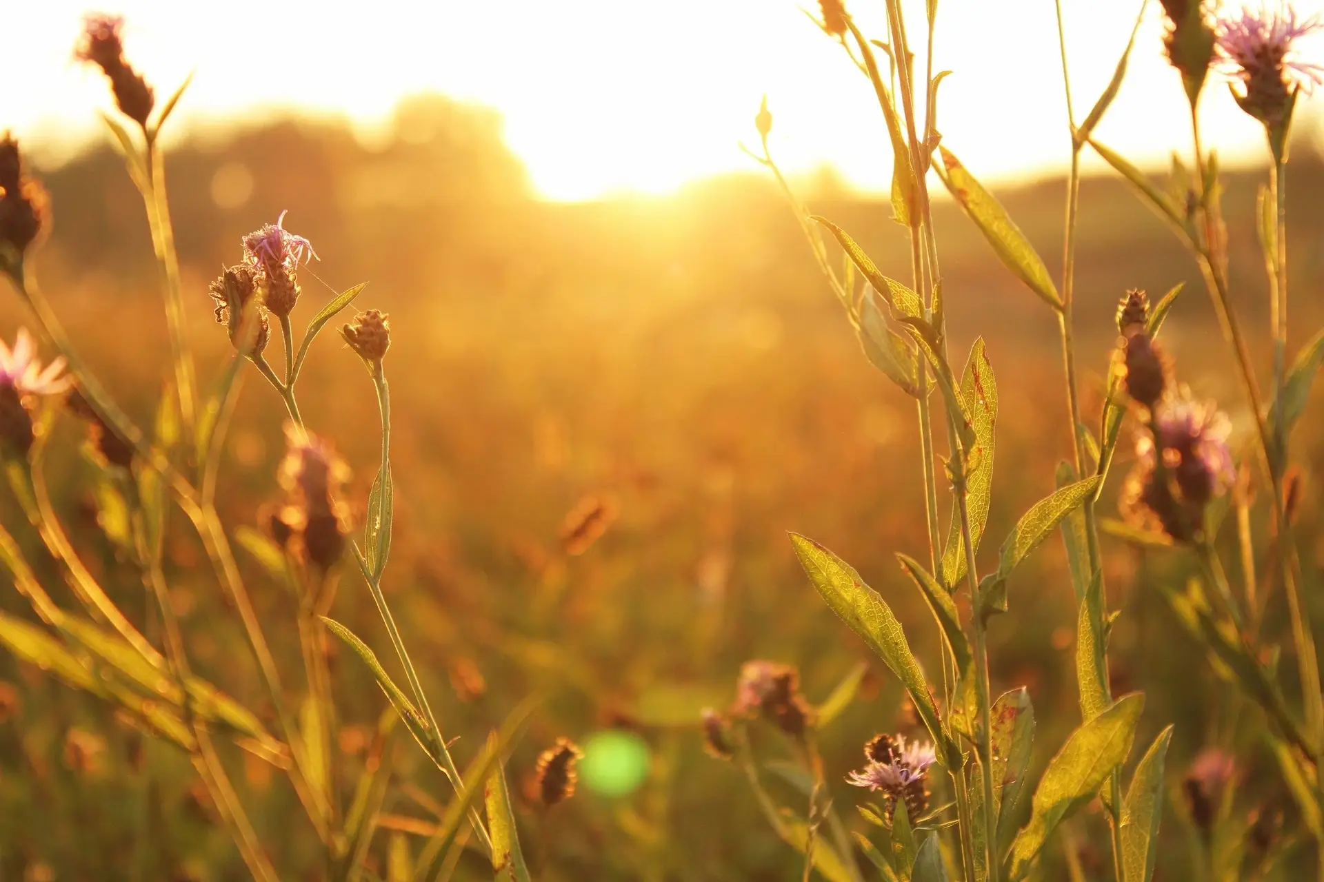 A field with grass and flowers in the foreground.